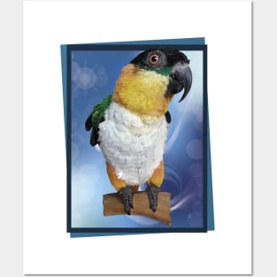 caique Posters and Art